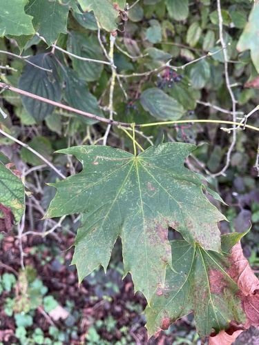 Norway maple