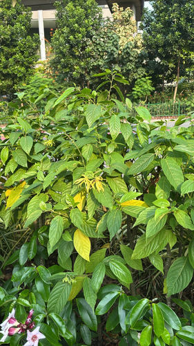 Cananga odorata observed 2026-09-16
