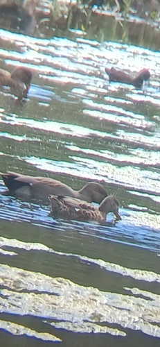 Gadwall