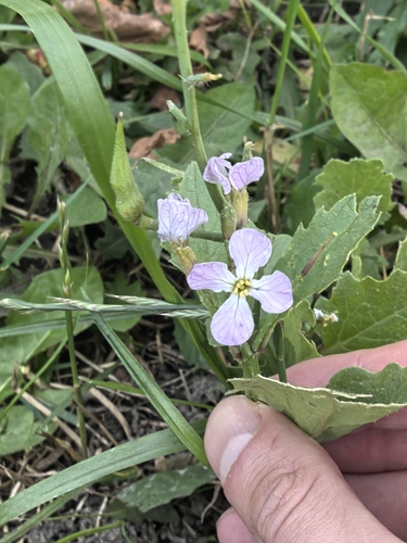 Raphanus sativus observed 2026-10-04