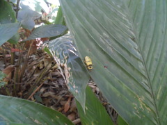 Chauliognathus flavipes