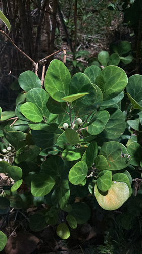 Ficus deltoidea observed 2026-09-16