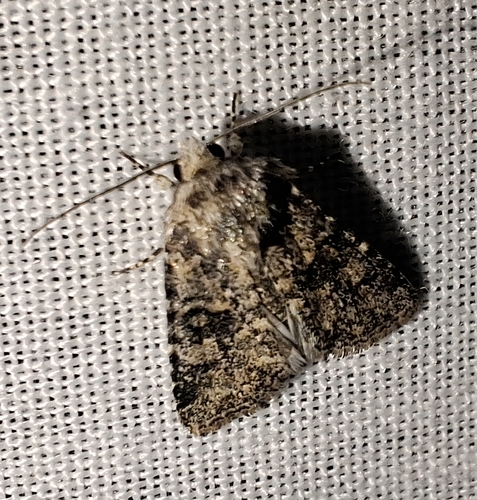 Lacinipolia buscki