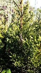Halocarpus bidwillii