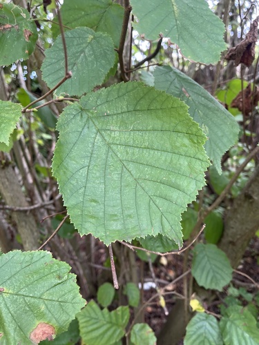 common hazel