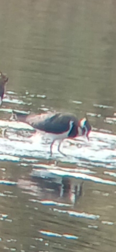 Northern Lapwing