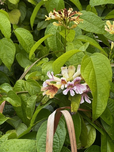 Bignonia prieurii