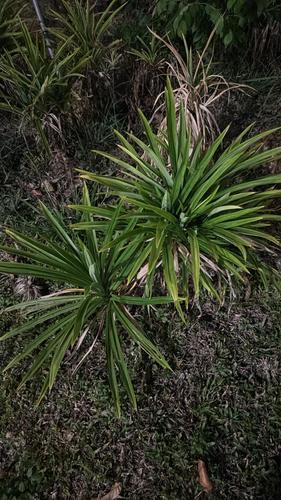 Pandanus amaryllifolius observed 2026-09-16