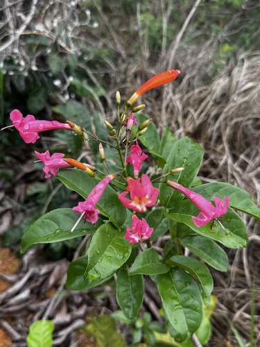 Fridericia erubescens