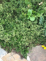 Stellaria vestita