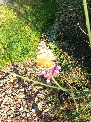 Painted Lady