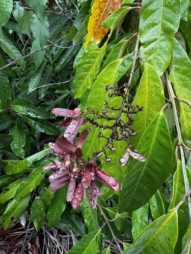 Lophopterys floribunda