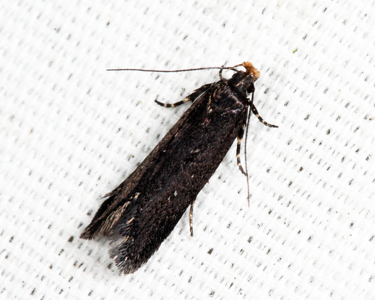 Aroga epigaeella