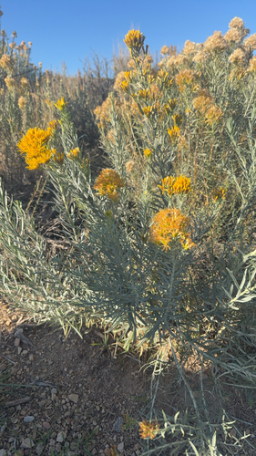 Rubber Rabbitbrush