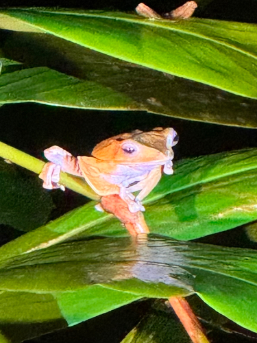 Polypedates otilophus, 2026-10-03