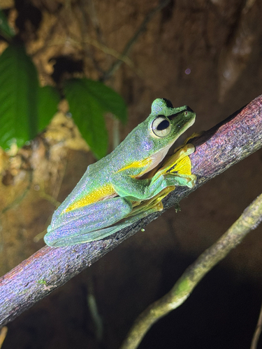 Rhacophorus nigropalmatus observed 2026-10-04