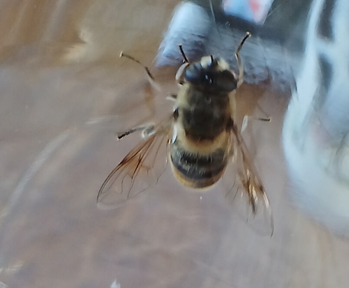 Common Drone Fly