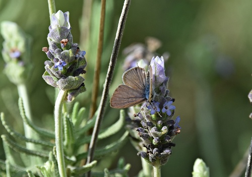 Lang's Short-tailed Blue