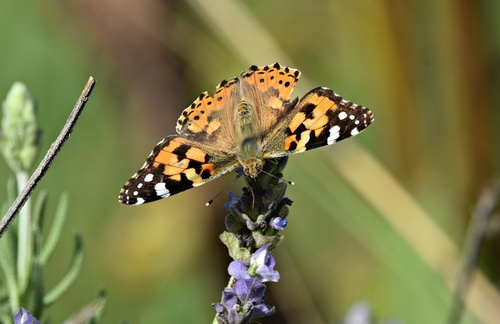 Painted Lady