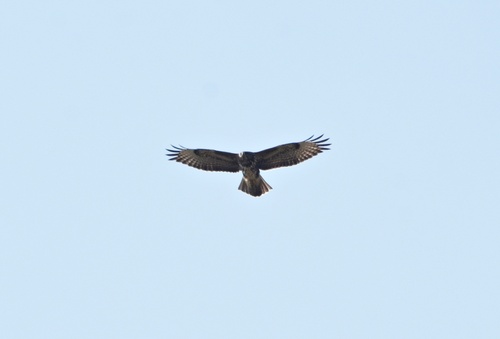 Common Buzzard