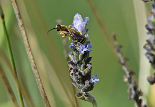Great Banded Furrow Bee
