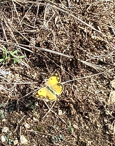 Clouded Yellow