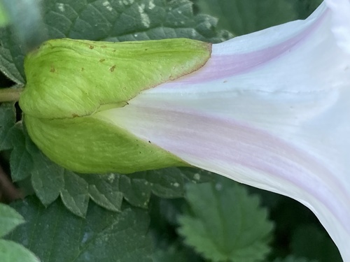 Shortstalk false bindweed (Calystegia silvatica)