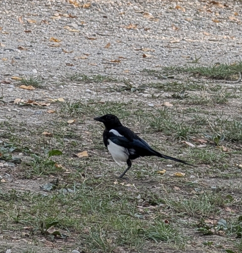 Eurasian Magpie