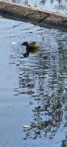 Little Grebe