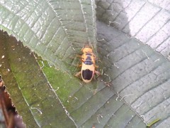 Chauliognathus flavipes