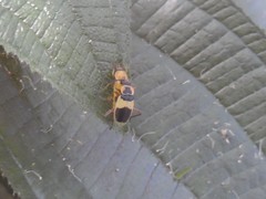 Chauliognathus flavipes