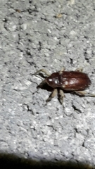 Mitrastethus baridioides