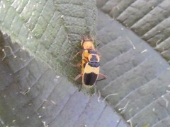 Chauliognathus flavipes