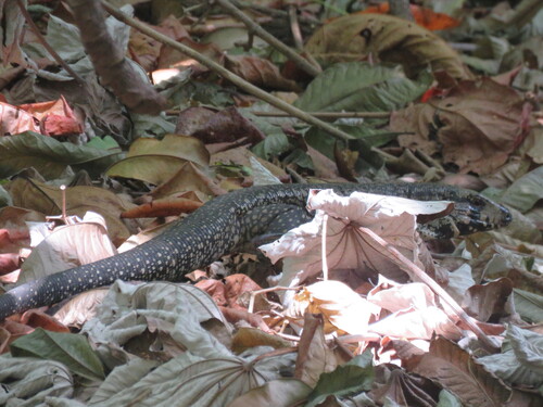 Argentine Black-and-white Tegu