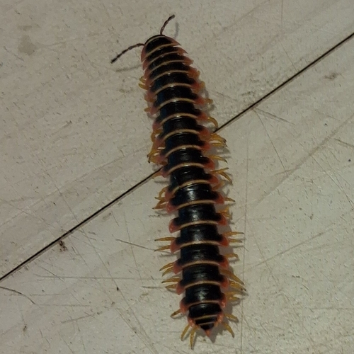 Aromatic Cherry Millipede