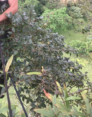 Ulmus mexicana - Leaves