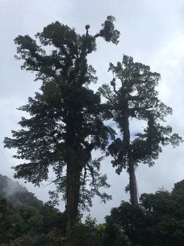 Ulmus mexicana - Whole tree