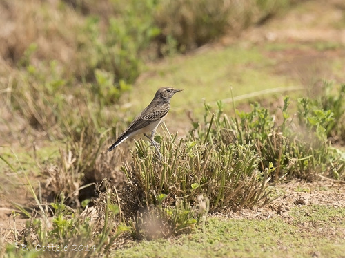 iNaturalist image