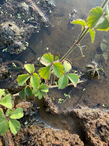 Causonis trifolia observed 2026-10-04