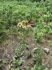 Senecio integerrimus ochroleucus