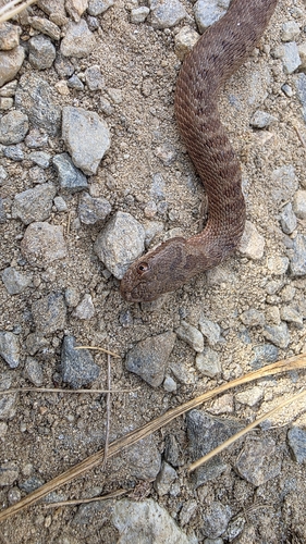 Adder