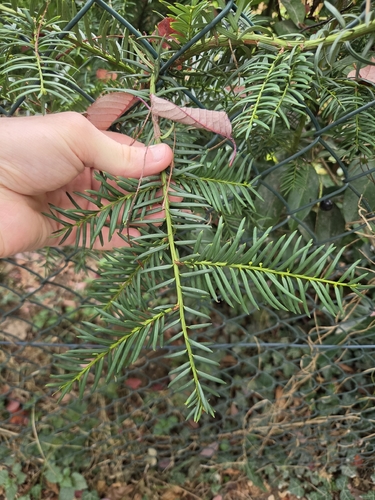 common yew