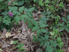 Lathyrus venetus