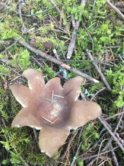 Sarcosphaera coronaria