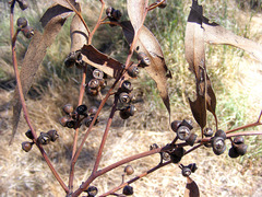 Eucalyptus bridgesiana