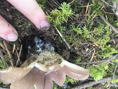 Sarcosphaera coronaria