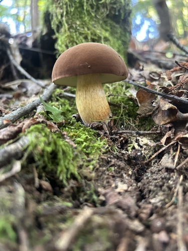 Bay Bolete