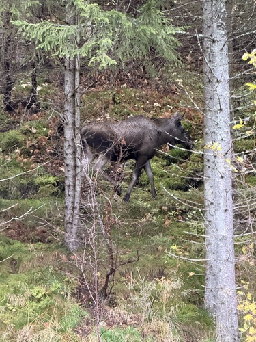 Moose