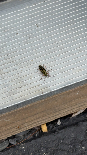 Locust Borer