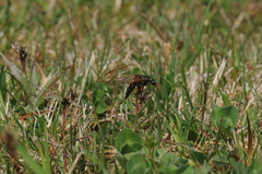 Staphylinus dimidiaticornis